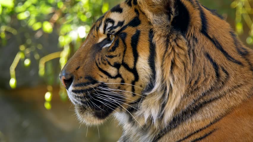 Sumatran tiger (Panthera tigris sondaica) yawning Royalty-Free Stock Footage #1018687465