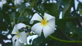 Plumeria white flowers nature footage video clip