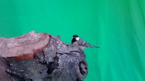 Great Tit (Parus major) eats on a piece of wood with Green Screen Background or Chroma key. Documentary about Nature, Birds and Wild Animal High Definition Video.