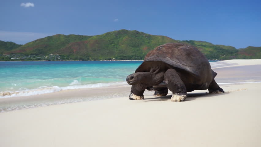 Scenic shot of Aldabra Giant tortoise walking slowly on white beach sand leaving tracks(prints) with turquoise waves crashing over. Slow motion 50p | Shutterstock HD Video #1018689703