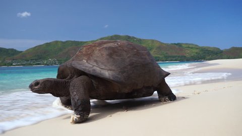 Scenic shot of Aldabra Giant tortoise walking slowly on white beach sand leaving tracks(prints) with turquoise waves crashing over. Slow motion 50p