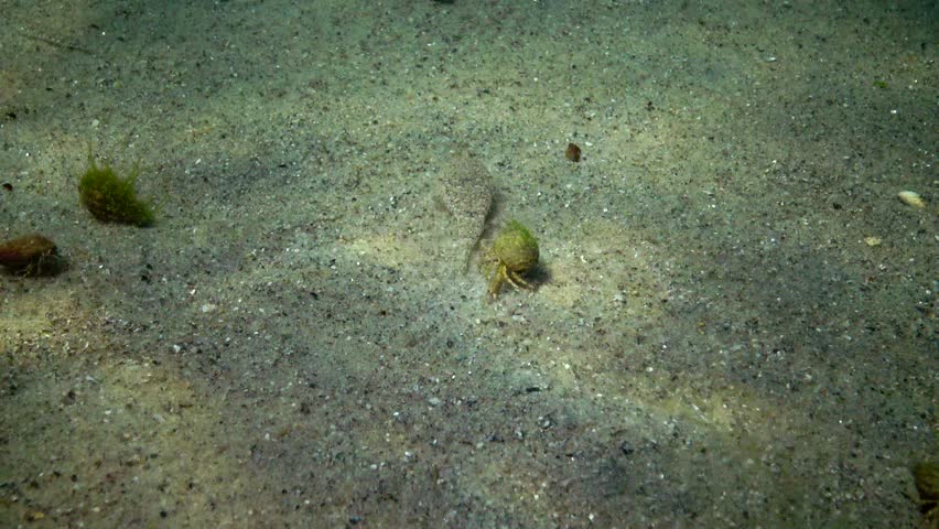 callionymus risso risso's dragonet species native Stock Footage Video ...