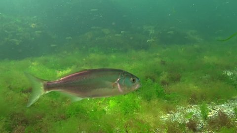 The bluefish (Pomatomus saltatrix). Predatory fish, the Black Sea. Young fish hunt near the shore