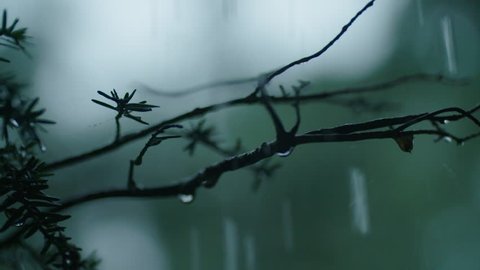 Macro Slow motion: Rain pounds twigs, leaves & branches in a torrential downpour