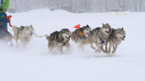 Husky sled dogs with dog-driver participates in competitions in races on sleds.