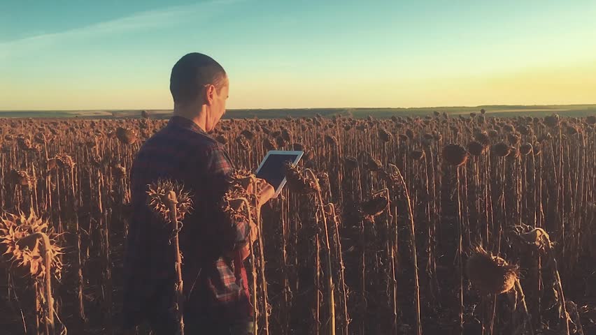 Farmer agronomist holds tablet touch pad computer in the sunflower field and examining crops before harvesting. Agribusiness concept. Agricultural engineer is walking along a sunflower field. | Shutterstock HD Video #1018697869