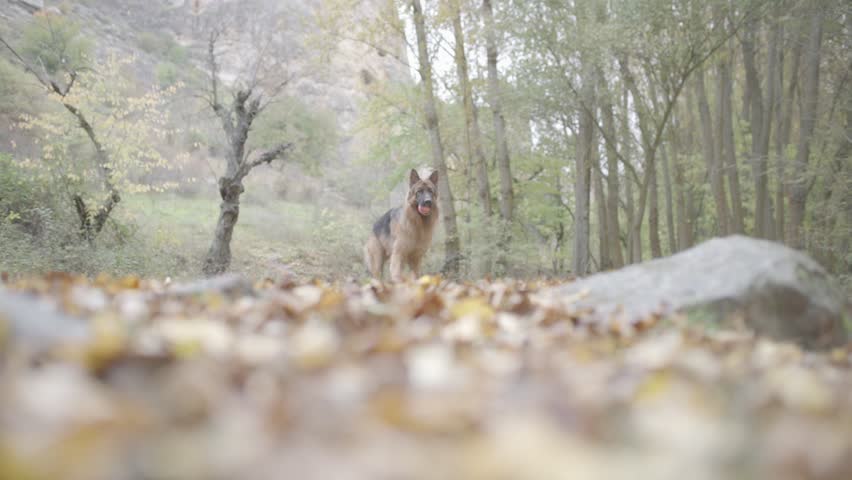 Long haired German shepherd dog plays.