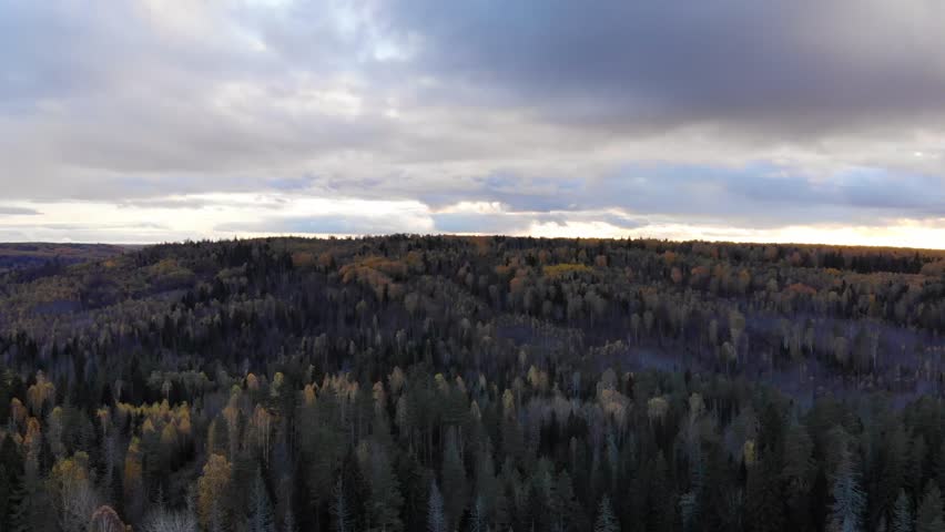 Autumn dark forest panorama