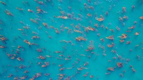 Drone video of ocean surface with seaweeds bouncing with waves