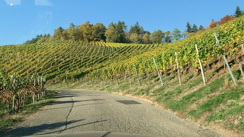 DURBACH, GERMANY - CIRCA 2018: Car driving on vines fields in Durbach a few meters from Burg Staufenberg castle, Baden-Wurttemberg, Germany with senior couple hiking