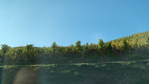 Driving fast admiring from the car beautiful vines fields in Durbach - green grapes early in the fall with valleys of precious vine plants in Durbach, Germany right to left