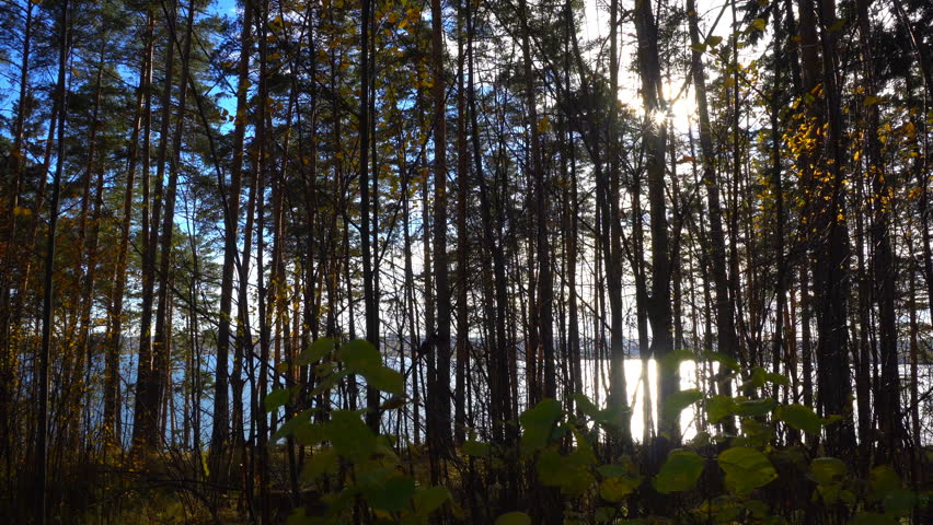walk in the autumn pine forest on the banks of the river, autumn landscape