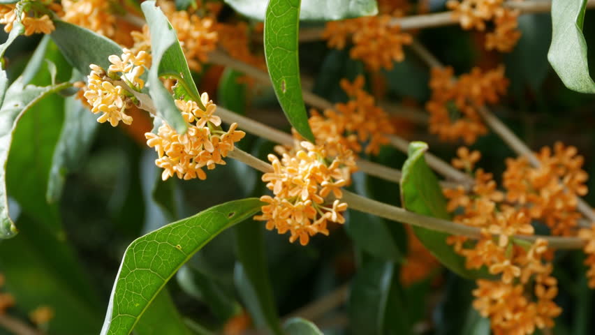 Osmanthus delavayi