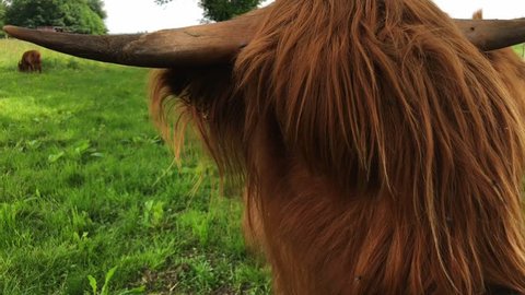 A video of highland cattle.