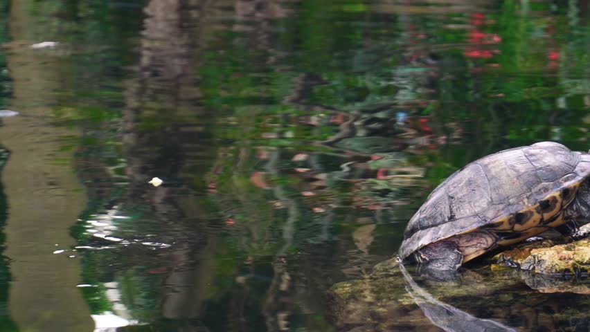 Two Turtles Sitting in a row on rocks in the water
