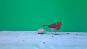 European Robin (Erithacus rubecula or robin redbreasteats) eats a ball of seeds with Green Screen or Chromakey in a sunny winter day. Documentary about Nature, Birds and Wildlife Full HD Video.
