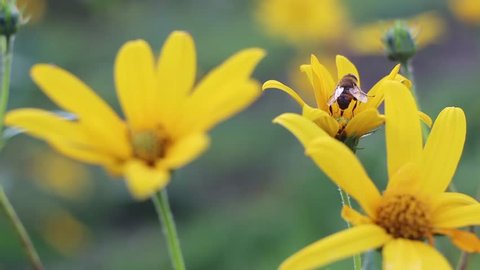 Close Up Of Bee On Topinambur Artichoke Sunflower