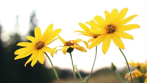 Jerusalem artichokes sunflower