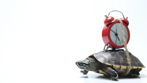 Turtle and red clock on white background in concept slowly time
