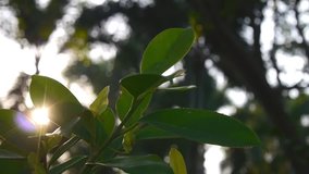 trees and leaf and warm bokeh sun set nature footage video clip in cold season and morning times