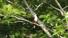 Brahminy kite mature bird perching on branch of tamarind tree and flying off with spreading wings,4K video.
Bird of prey resting on tree,low angle view.

