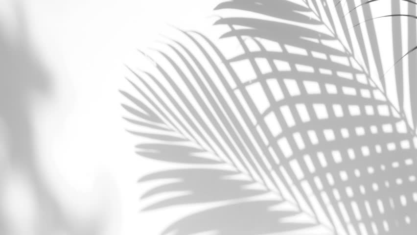 closeup the motion of shadow palm leaves on a white wall background. Royalty-Free Stock Footage #1018726420