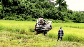 Harvesting rice with combine in Thailand
