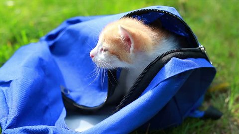 Cute kittens looking from the bag the first time outdoors. Adorable kitty on the grass. Animal and nature