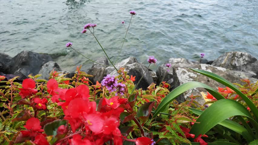 VDO 4K Flowers on the lake in the spring season.