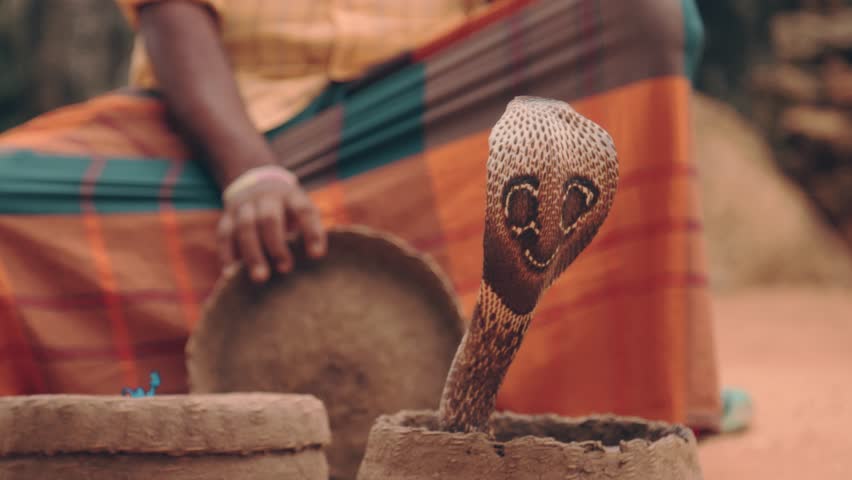 King Cobra Snake Charmer and Snake, Sri Lanka