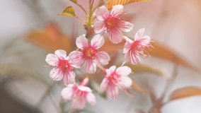 Closeup clip of a cluster of cherry blossoms. clinging to a branch on a tree. 4k stock footage