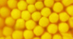 Internal portion of a flower. with bright yellow. pollen coated. ball shaped structures. clustered together. 4k DCI stock footage