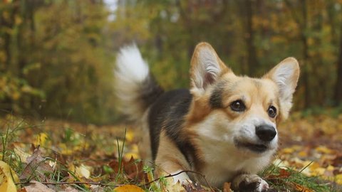 Happy autumn! Dog breed Welsh Corgi Pembroke on a walk in a beautiful autumn forest.