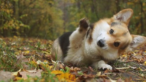 Happy autumn! Dog breed Welsh Corgi Pembroke on a walk in a beautiful autumn forest.