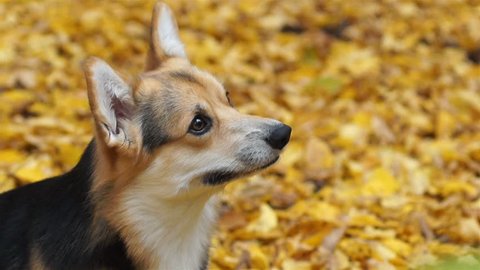 Welsh Corgi Pembroke performs the "Give Five" command. A dog on a walk with his hostess in a wonderful autumn forest.