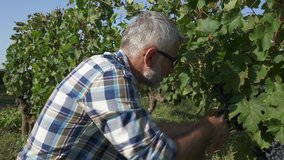 Wine maker harvesting grapes from grapevines
