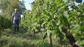 Wine maker checking his vineyards