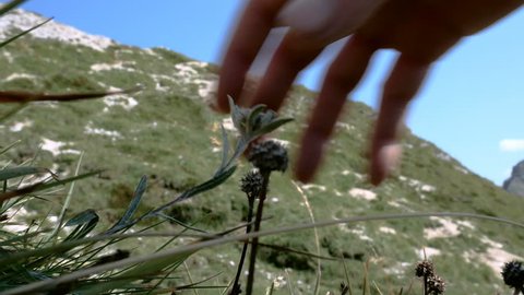 detail of a hand of a climber collecting an edelweiss in the Alta Badia mountains