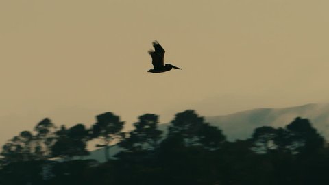 Brown Pelican flies in San Francisco bay with Golden Gate bridge in backdrop