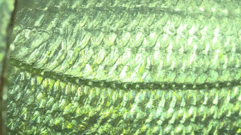 fish scales macro slide
