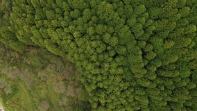 Aerial view of forest canopies, Aichi Prefecture, Japan.