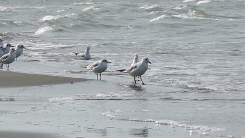 Colony of seagulls flying and walking on the seashore with waves and city in background