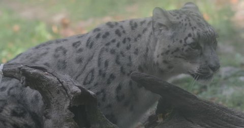 Panthera uncia, The snow leopard or ounce