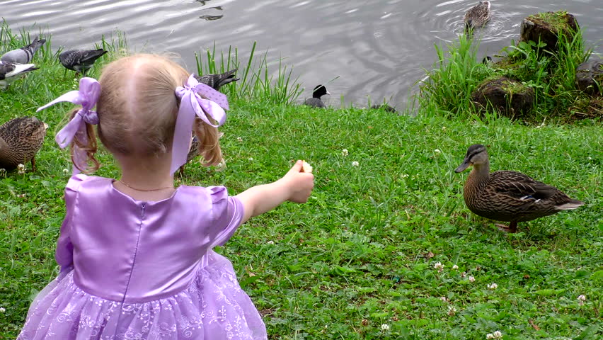 The child feeds the ducks on the grass near the water. Life free beautiful migratory birds close to the people. 