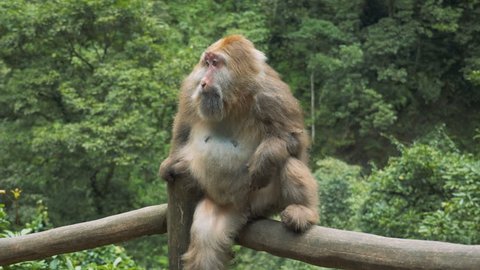 Close up on Monkeys in Mount Emei, China 3