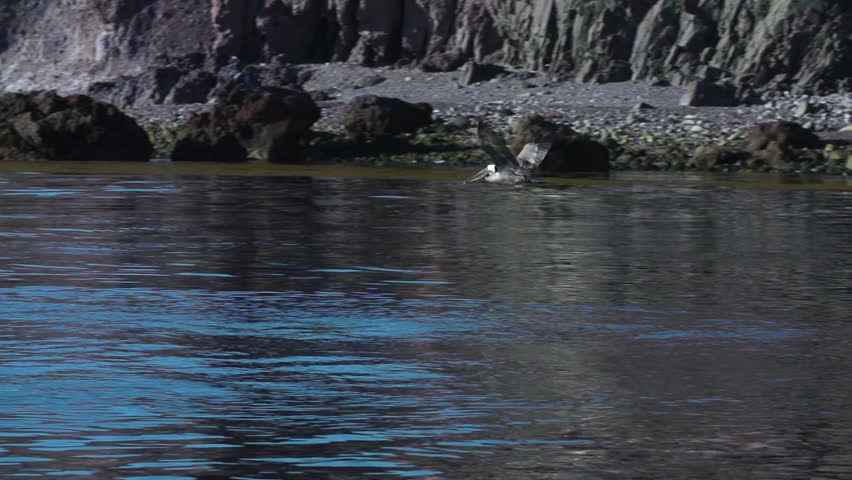 Pelican in flight Baja California Sea of Cortez