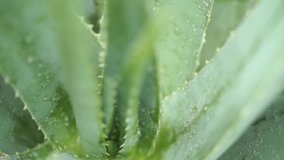 Rain drops on aloe vera plant close up footage video.
