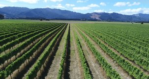 Vineyard on New Zealand Marlborough - grape vines for wine making of wine. Countryside farm fields showing viticulture. Aerial drone video.