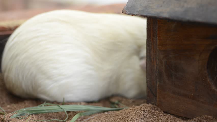 Brown guinea pig lived in house on brown ground.