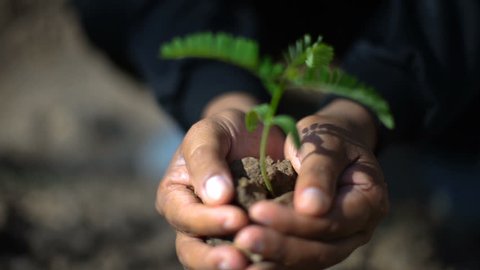 Handful of Soil with Young Plant Growing. Concept and symbol of growth, care, sustainability, protecting the earth, ecology and green environment. male hands top view.